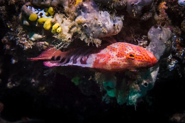 Coral reef in Carbiiean Sea, coney Cephalopholis fulva is a species of grouper