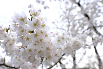 cherry blossom