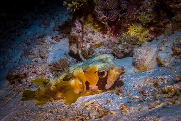 Arothron puffer fish on the sandy bottom of the sea
