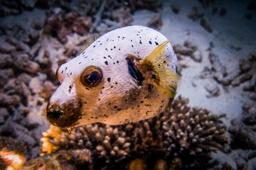 Arothron puffer fish posing on camera