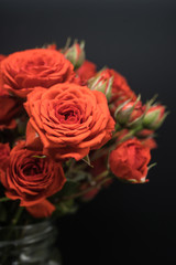 red miniature rose close up shot on black background 