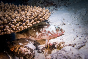 Coral polyp at the bottom of the sea. Coral reef