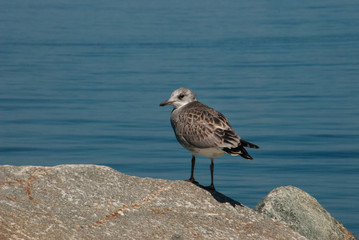 seagull on rocks