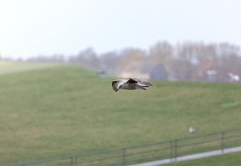 Mit dem Wind