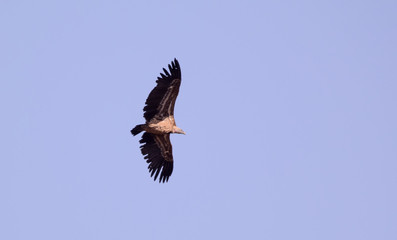 Air vulture in Simien mountain