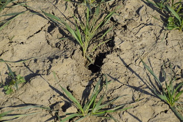 The field of winter wheat, making root dressing seedlings