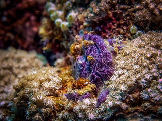 Coral polyps at the botom of the sea