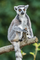 Ring-tailed Madagascar lemur warming up at sun