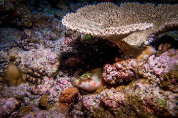 Coral polyp at the bottom of the sea. Coral reef