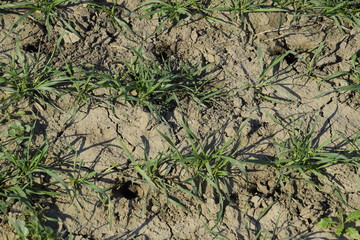 The field of winter wheat, making root dressing seedlings