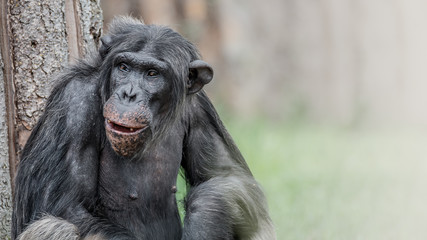 Portrait of laughing and smiling Chimpanzee