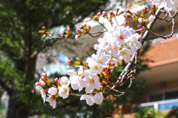 【日本の春】満開の桜