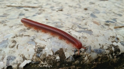 Julida is an order of millipedes. Centipede on the road in Thailand. Dangerous insect