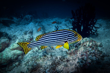 Fototapeta na wymiar Tropical reef fish