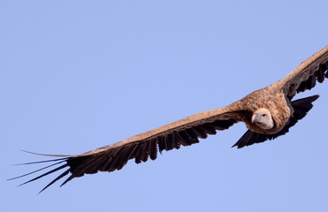Vulture in simien mountain