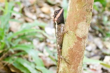 Emma Gray's forest lizard (Calotes emma) is an agamid lizard sitting on a branch