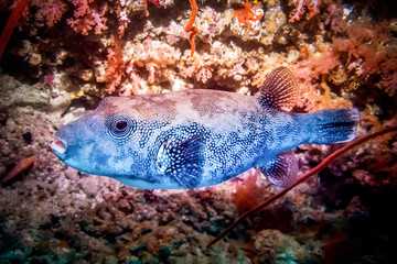 Giant puffer fish (Arothron stellatus) on the sandy bottom of the sea