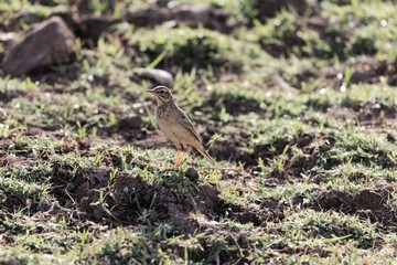 African pipit , Anthus cinnamomeus