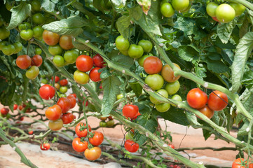 Growing tomatoes in a greenhouse