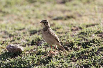 African pipit , Anthus cinnamomeus