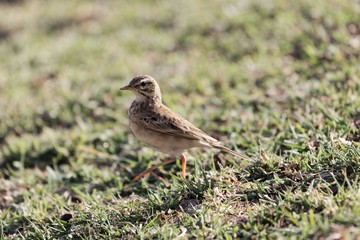 African pipit , Anthus cinnamomeus