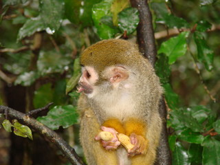 Squirrel monkey eating food