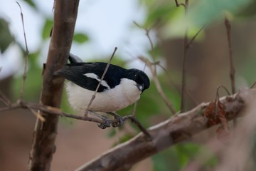 An Ethiopian boubou, Laniarius aethiopicus, in a tree.