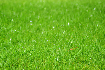 Fototapeta na wymiar background of green grass