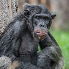Portrait of curious wondered Chimpanzee standing at full size in grass
