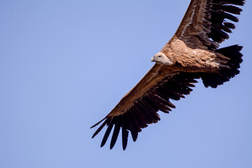 Vulture in simien mountain