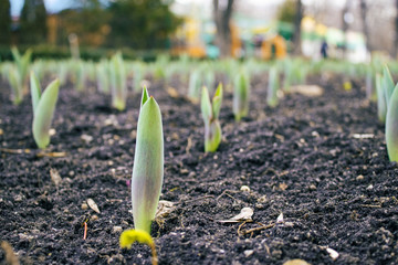 spring began the first spring flowers