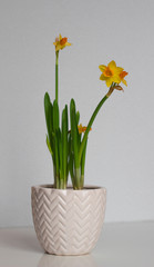 yellow daffodils in a pot