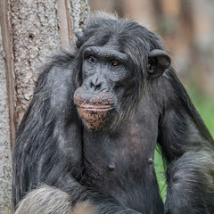 Fototapeta na wymiar Portrait of curious wondered Chimpanzee standing at full size in grass