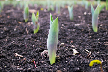 spring began the first spring flowers