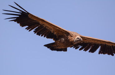 Air vulture in Simien mountain