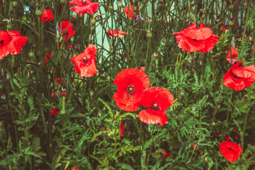 close up of beautiful red poppy flower