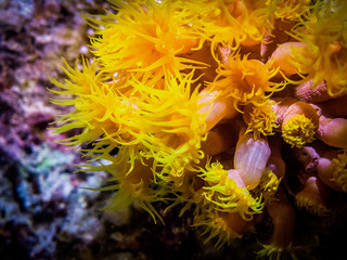 Sunflower coral. Macro photography of yellow coral polyp. Actinia Tubastraea. Sea anemone.