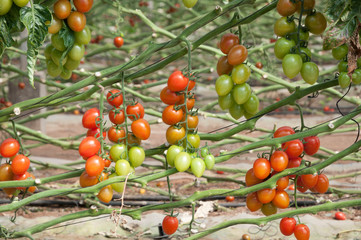 Cherry tomatoes growing in greenhouse