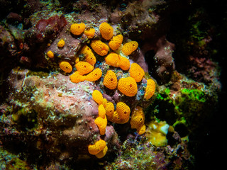 Coral polyps at the botom of the sea