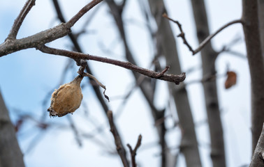 Quince rotten fruit on the tree. Dry quince