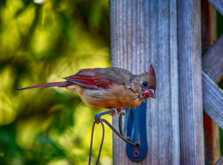 cardinal on fence