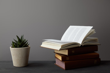 Plant in flowerpot and books on dark surface on grey