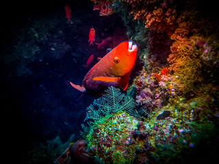 Big red fish at the bottom of the sea. Cape Verde