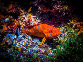 Tropical coral reef fish. Red hind (coral grouper). Orange fish with blue spots in hideaway. Marine...
