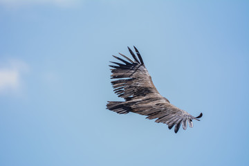 Vulture in simien mountain