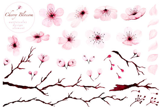 Set of watercolor design elements, Cherry blossom branches hand painted.