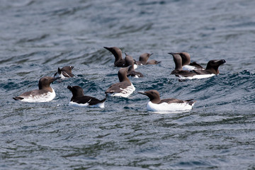 Trottellummen und Tordalk auf dem Meer schwimmend vor der norwegischen Küste