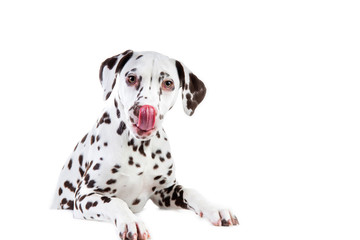 Dalmatian sitting, looking aside, isolated on white