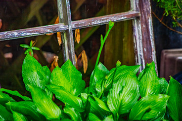 Hosta plant window