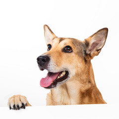 Red hair dog sitting, looking at the camera, isolated on white